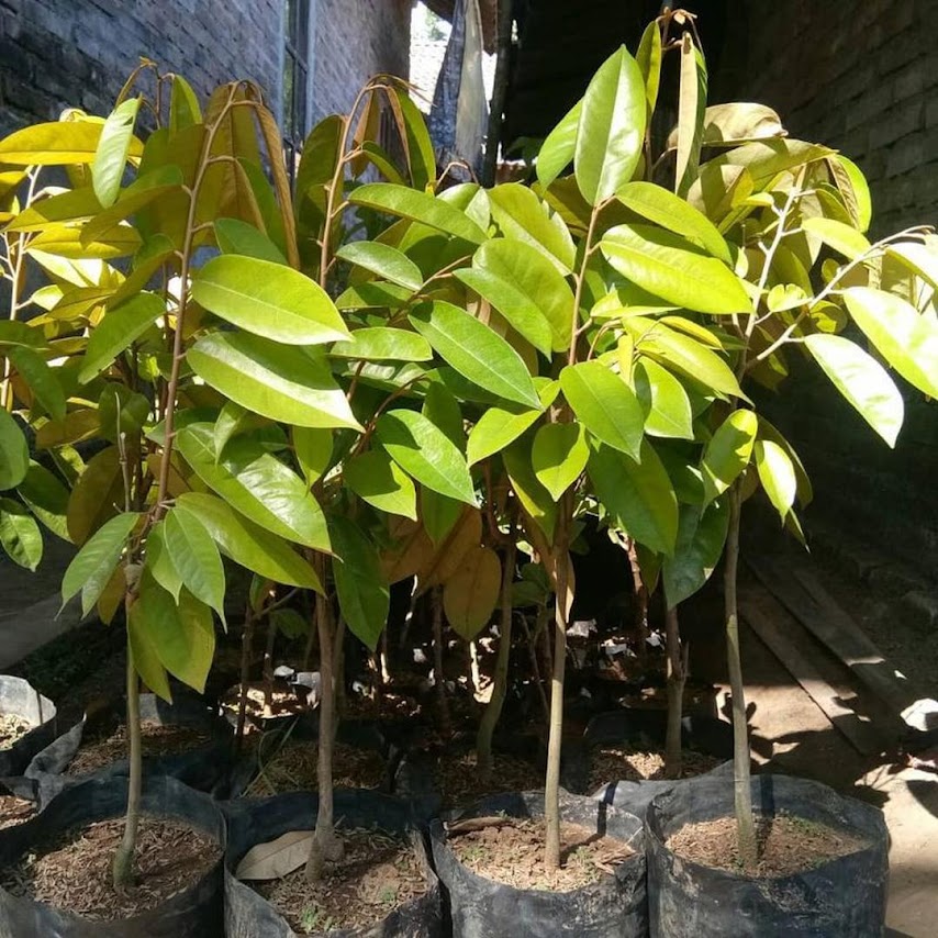 Bibit Tanaman Durian Merah unggulan bisa cod Bukittinggi