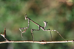 Empusa pennata