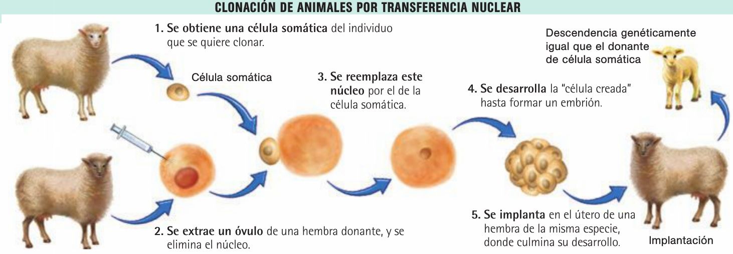 Trazando camino La clonación y sus aplicaciones Trazando camino La clonación y sus aplicaciones