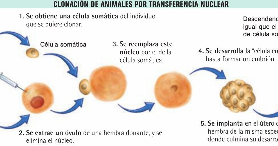 Trazando camino La clonación y sus aplicaciones