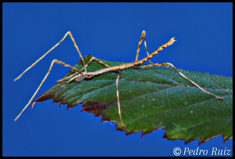Ninfa L1 de Parapachymorpha zomproi, 1,5 cm de longitud Ninfa L1 de Parapachymorpha zomproi, 1,5 cm de longitud