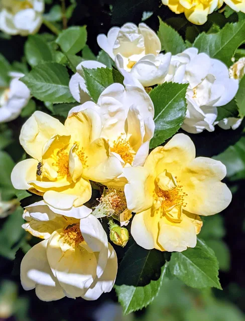Sunny Knockout roses