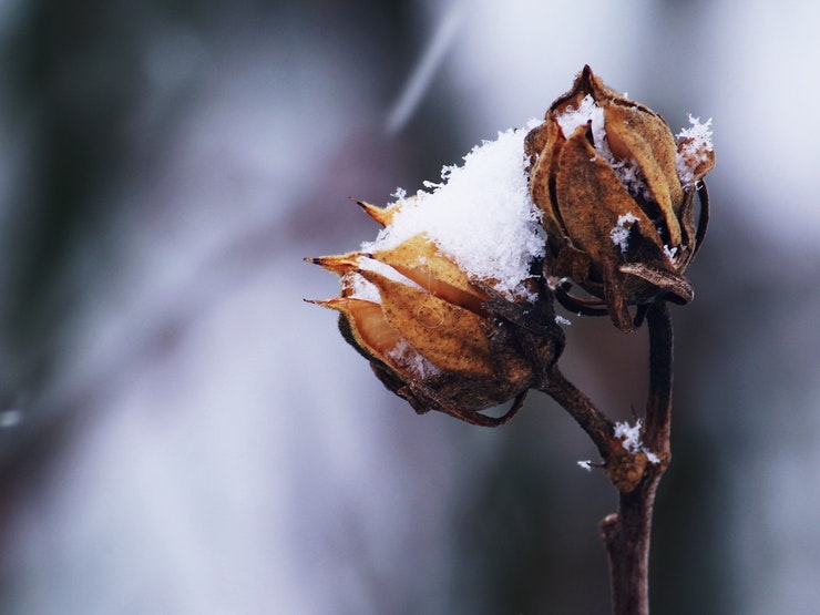 Simple Tips And Tricks To Stop Your Flowers Dying This Winter The