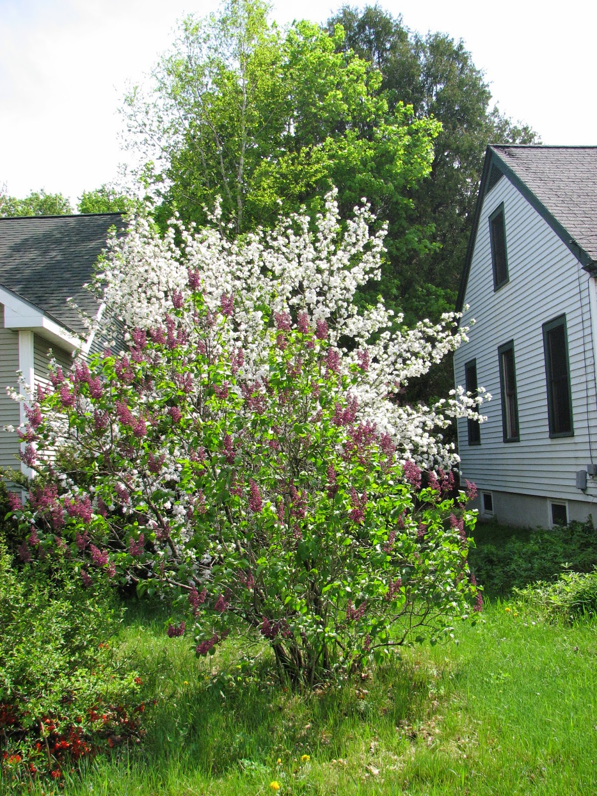 South Burlington, VT. photos Flowering Crabapple Trees. Litter with a Story To Tell
