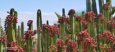 Rutas botánicas Tenerife, Montaña Palentina y Amazonas