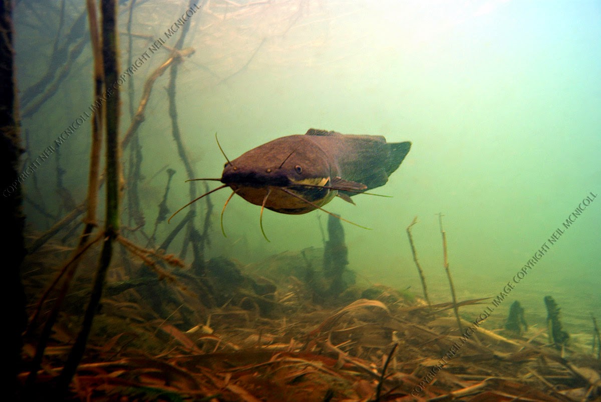 Freshwater Fish Photographs Catfish