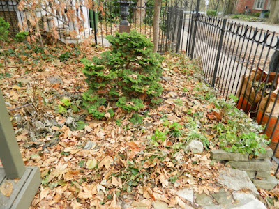 Cabbagetown Front Yard Fall Cleanup Before by Paul Jung--a Toronto Organic Gardener Cabbagetown Front Yard Fall Cleanup Before by Paul Jung--a Toronto Organic Gardener