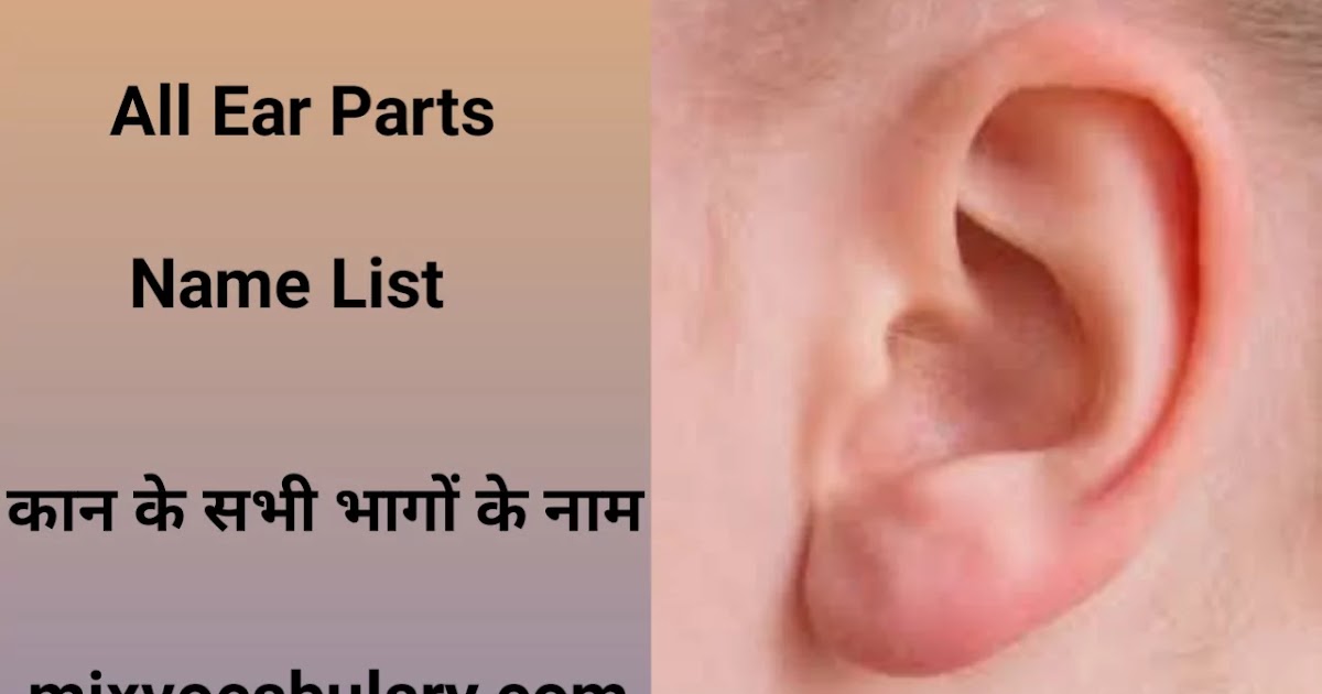 All Ear Parts Name In Hindi And English