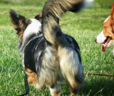 Cardigan Welsh Corgi VS Pembroke