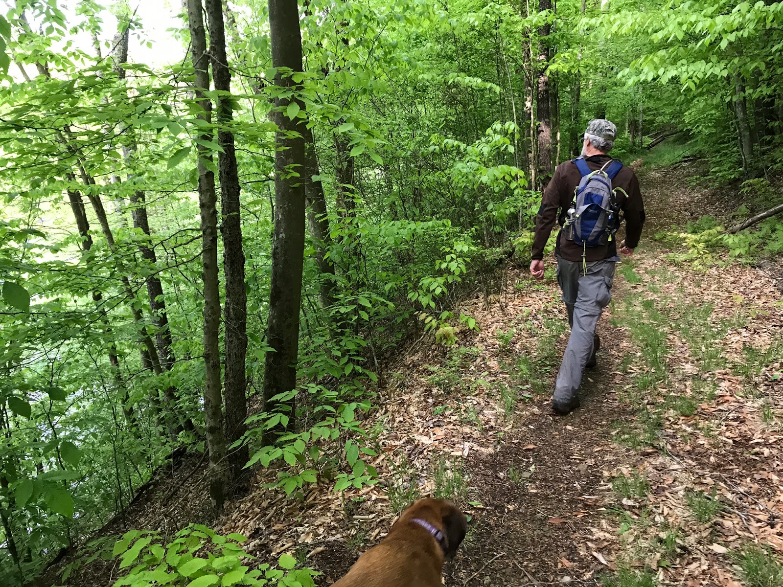 Wandering Virginia Laurel Fork South Wilderness, West Virginia