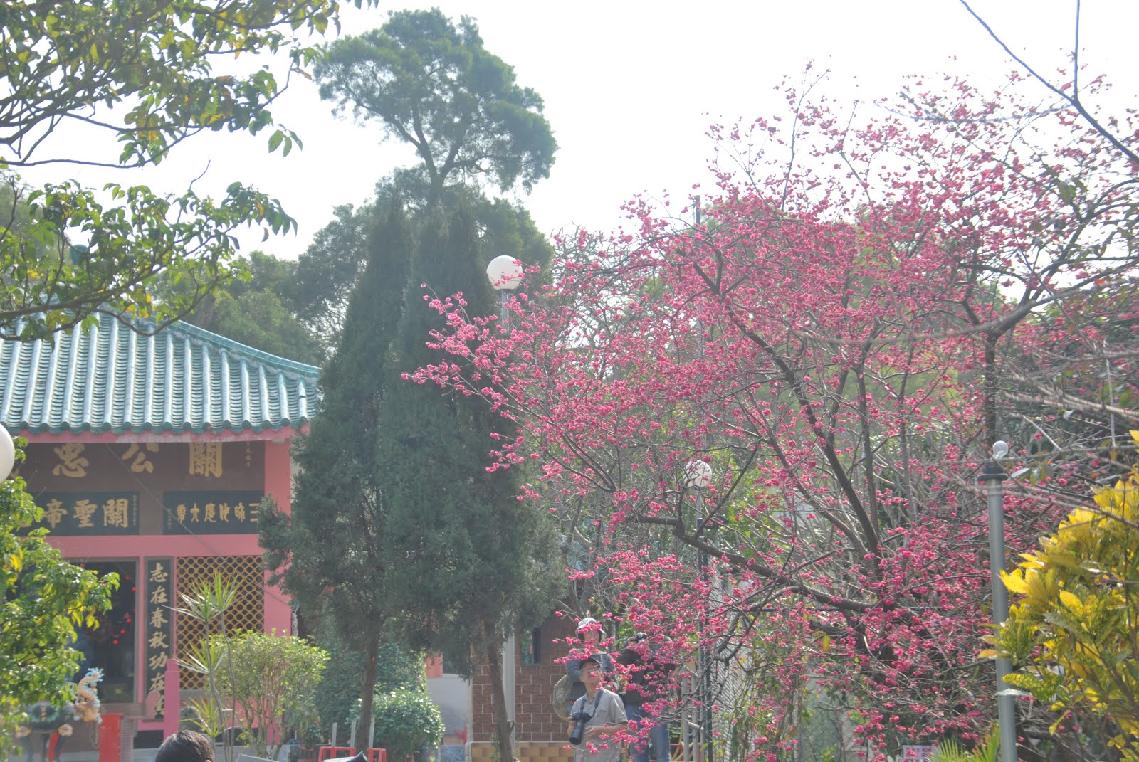 Cherry Blossom ＠Cheung Chau 長洲櫻花樹下