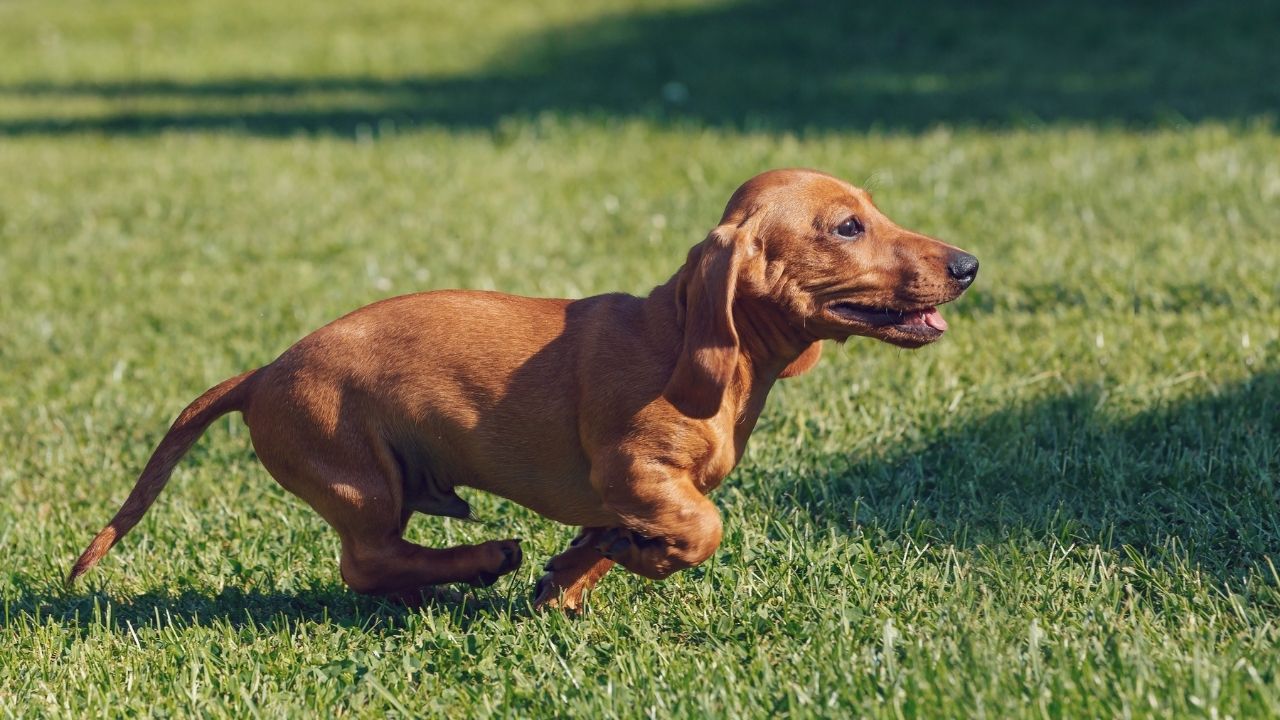 Are Dachshunds Good With Kids?