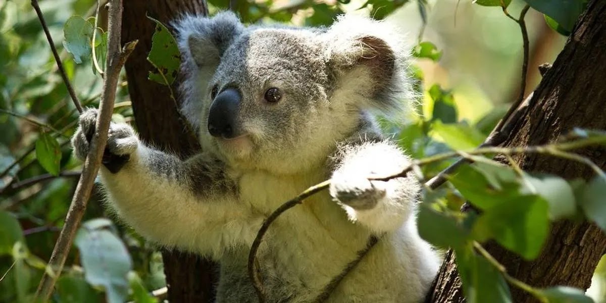 a población de koalas ha disminuido