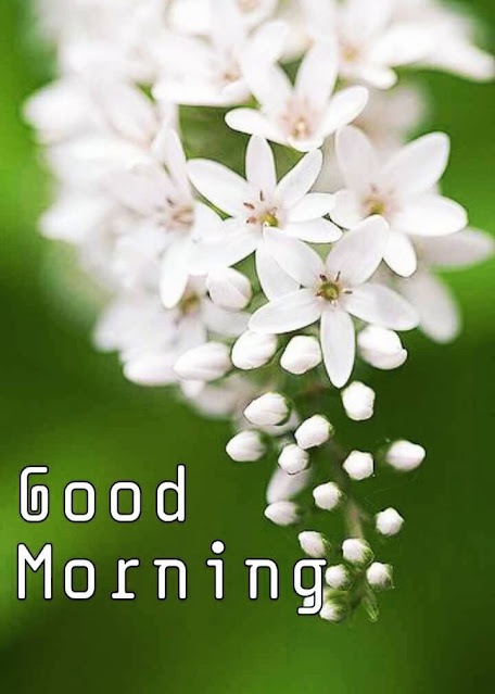 Good Morning Images Free Download For WhatsApp HD Download