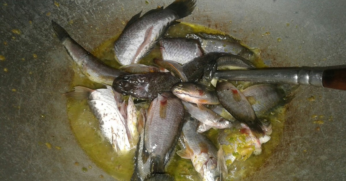 Cara masak tumis ikan gabus yang enak Bumbu Memasak
