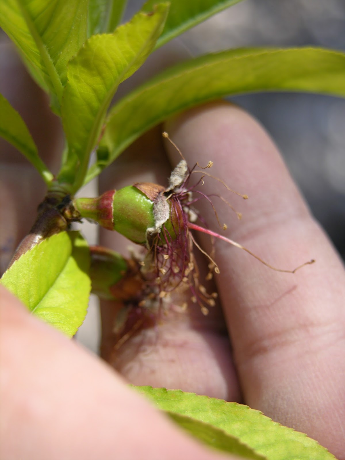 Xtremehorticulture of the Desert Nectarine Tree, Flowers but No Fruit