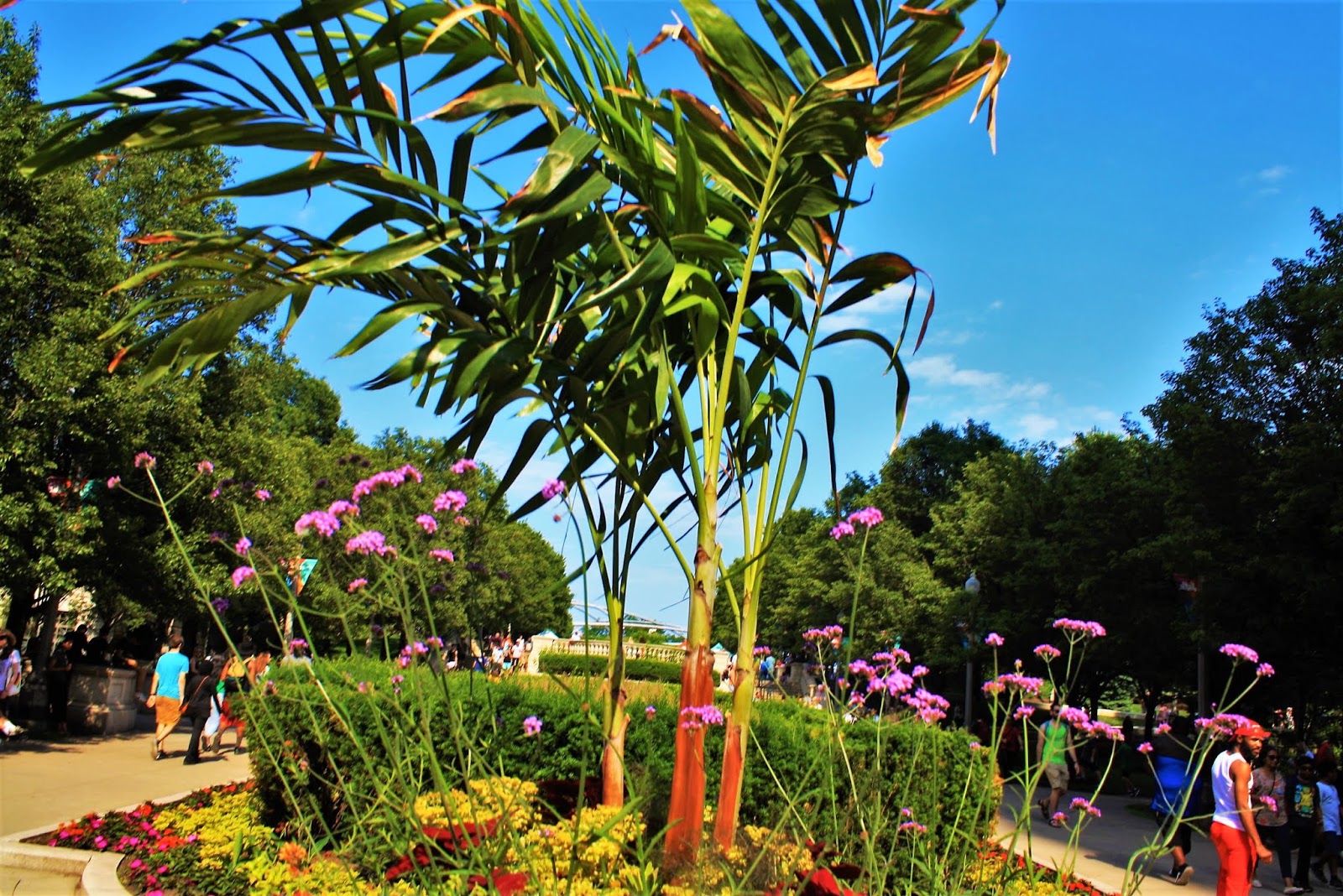 Colorful Palm Tree in Chicago, Illinois