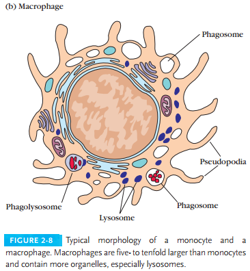Mononuclear Phagocytes | IMMUNOLOGY SYSTEM