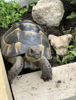 Writer Hannah Gold's tortoise in the garden. The Writer's Pet spoke to Hannah about her pets and her book, The Last Bear