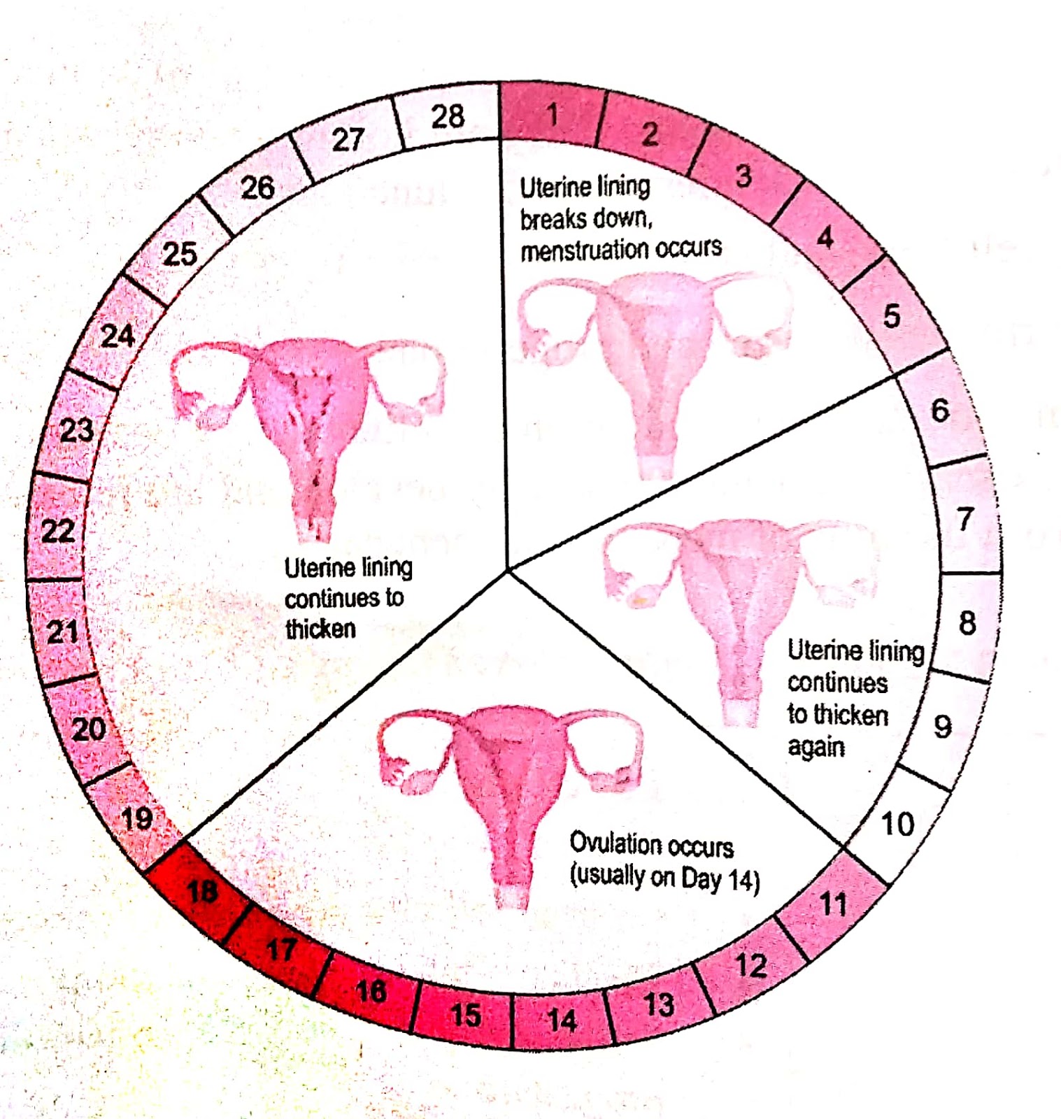 Menstrual Cycle Stages Diagram My Xxx Hot Girl