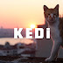 Όταν οι γάτες παρουσιάζουν την Κωνσταντινούπολη...