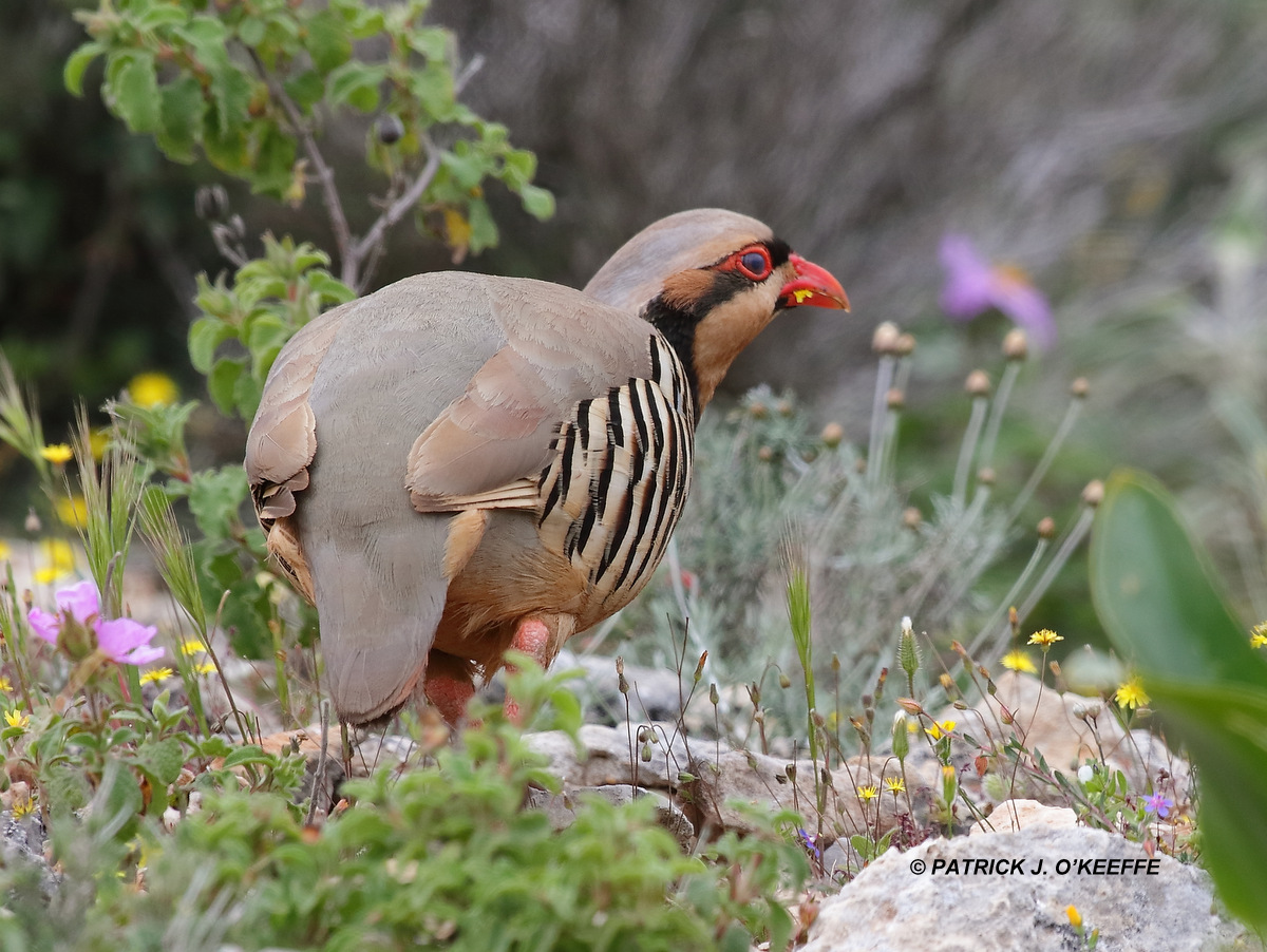 Raw Birds CHUKAR PARTRIDGE (Alectoris chukar subspecies A. c. cypriotes) Akrotiri Peninsula