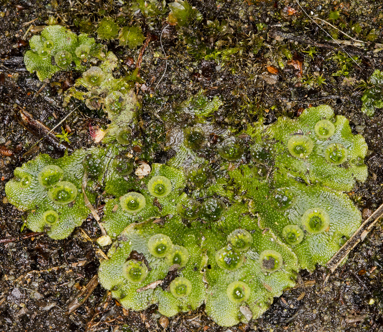 Mosses Again And Liverworts Naturally
