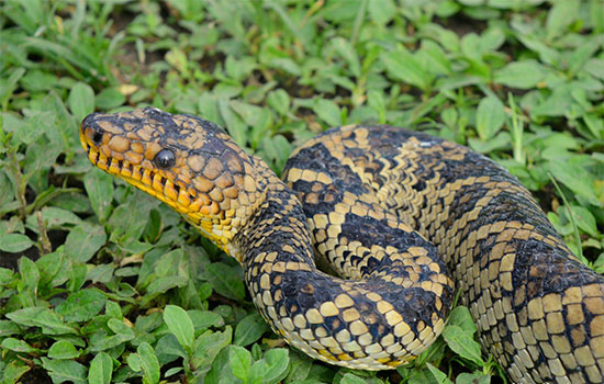 AnimalWorldTR: World's Rarest Boa Snake Seen for first Time in 64 Years