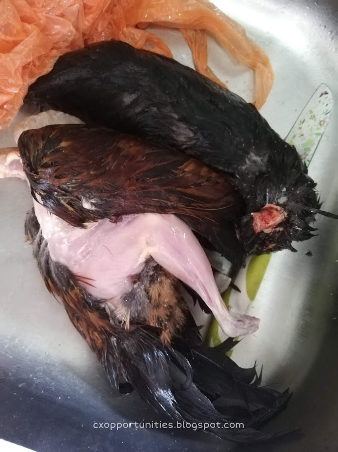 Pengalaman Cabut Bulu Ayam Hutan Kacuk untuk Masak Sup