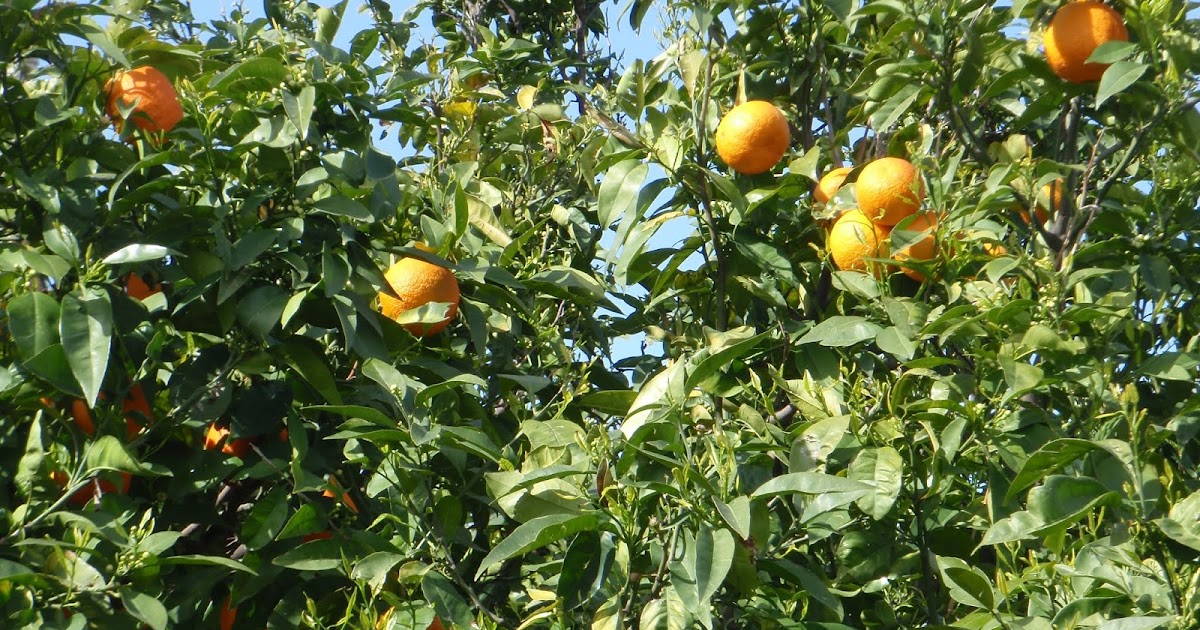 Xtremehorticulture of the Desert Fruit Trees for the