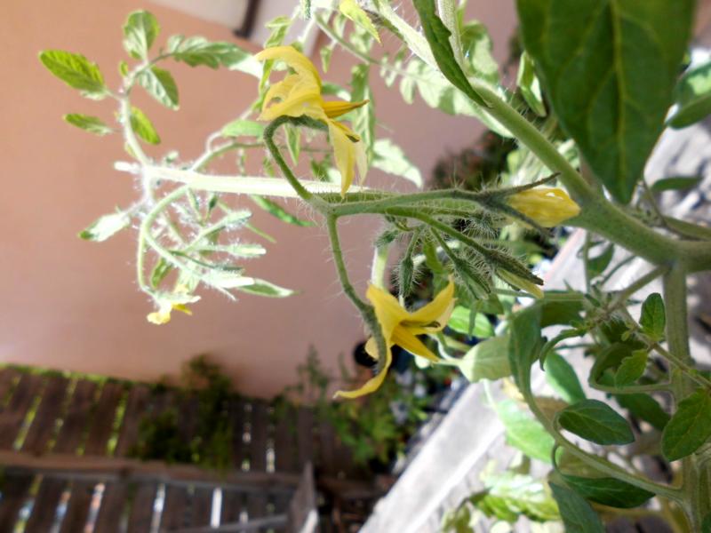 [Bild: K800_DSCI0151.JPG]