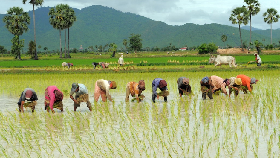 business plan for rice farming in nigeria