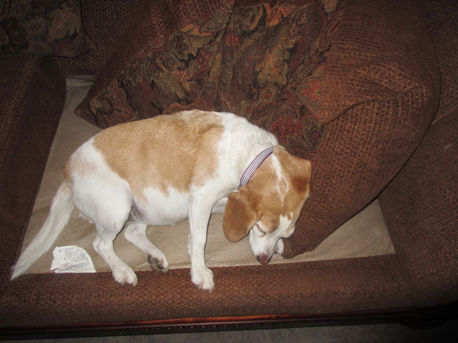 A Beagle and A Baby Potty trained