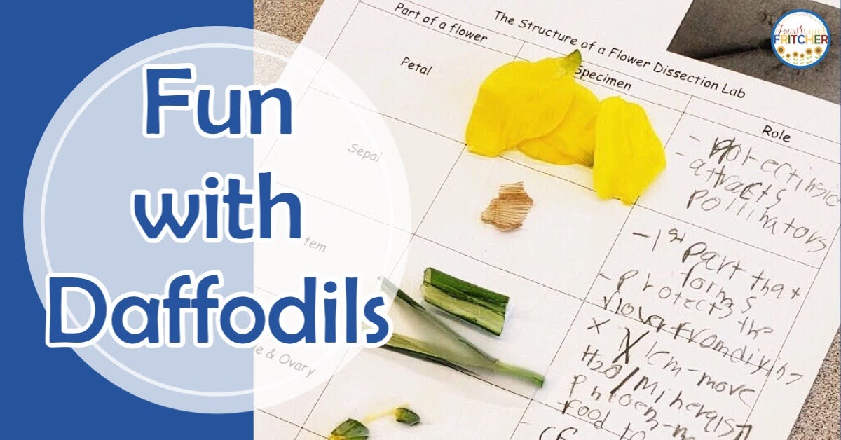 Fourth and Fritcher Daffodil Dissection in the Elementary Classroom
