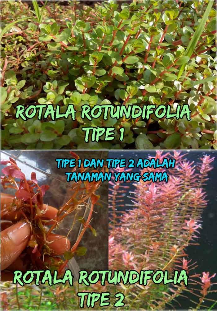 Grosir Tanaman Aquascape