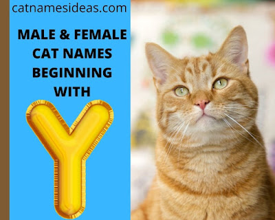 Unique Male - Female Cat Names Beginnig With Y 2021