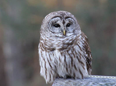 Photo of Barred Owl