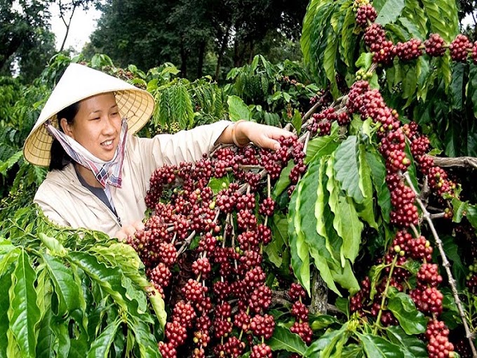Gần cuối tháng 11: Giá cà phê tiếp tục giảm, giá tiêu ở mức thấp nhất còn 54.500 đồng/kg