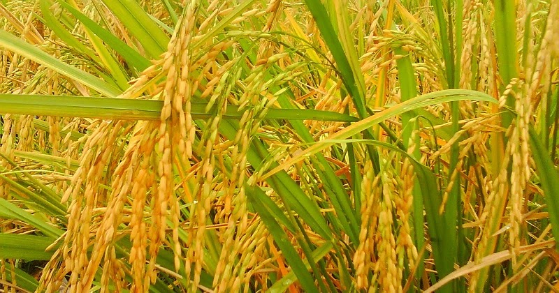 Primbon JAWA Kedutan Primbon Jawa Kuno