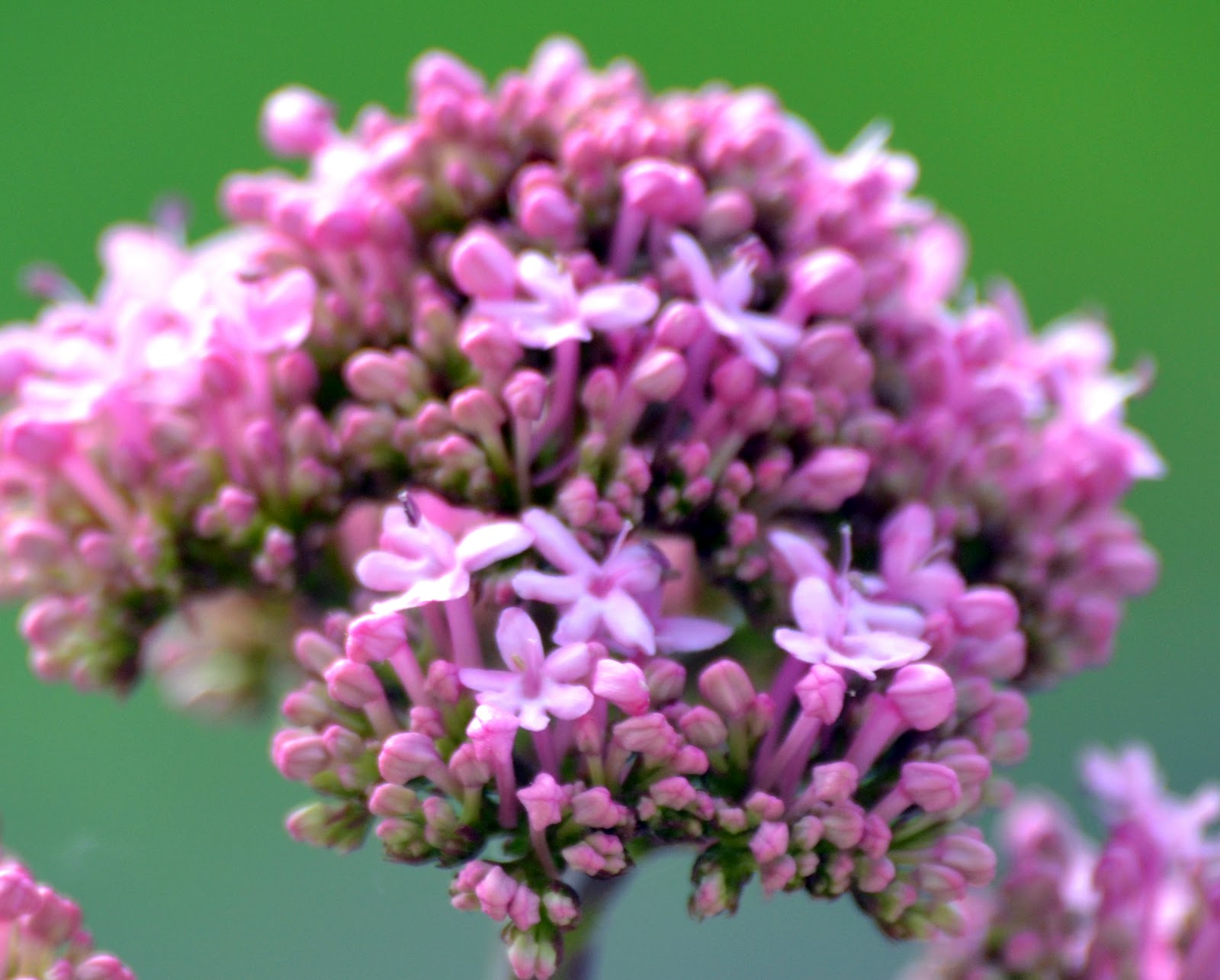 EN EL MONCAYO Valeriana Roja ( Centranthus ruber)