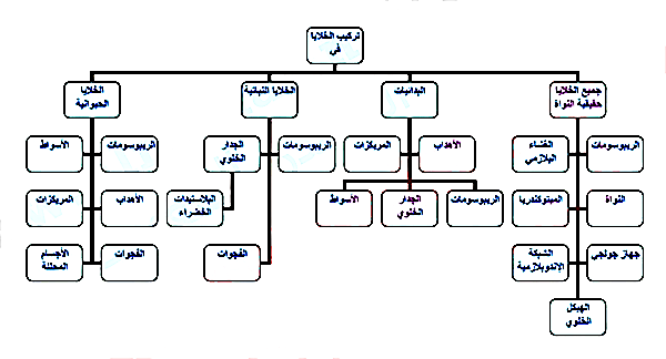 جميع الخلايا النباتية تشبه جميع الخلايا النباتية تشبه