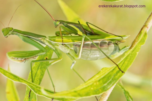 25 Angka Mimpi Tentang Belalang Versi Erek Erek 2D 3D 4D