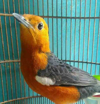 ガコールファストのための最高の鳥の食べ物(パングラー) ガコールファストのための最高の鳥の食べ物(パングラー)