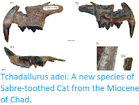 http://sciencythoughts.blogspot.co.uk/2018/04/tchadailurus-adei-new-species-of-sabre.html