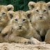 Zoo sueco sacrifica a nueve cachorros de león por falta de espacio