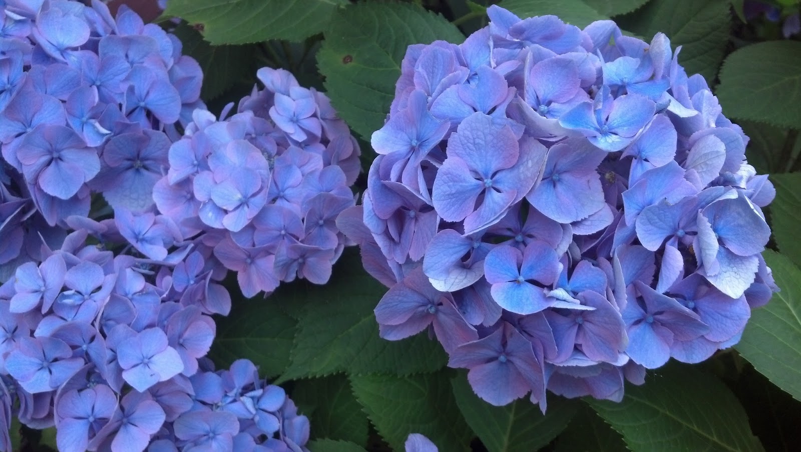 salted sugared spiced™ Blueberry Crisp