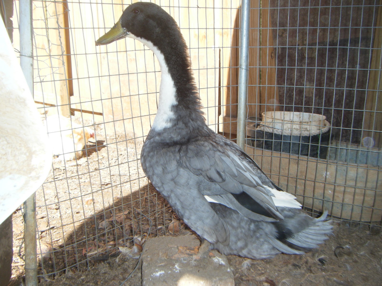 cochinlady my swedish blue duck