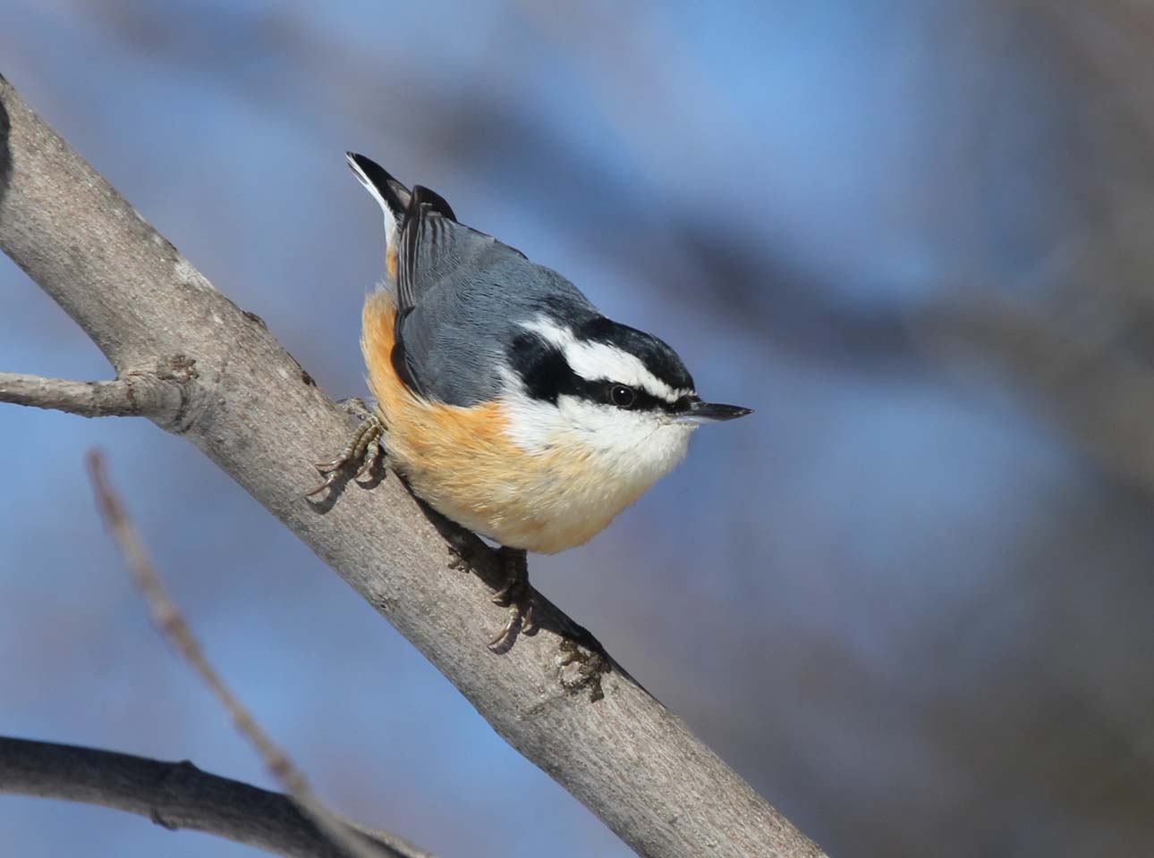 Les oiseaux de la région de La Pocatière, Québec février 2016 Les oiseaux de la région de La Pocatière, Québec février 2016