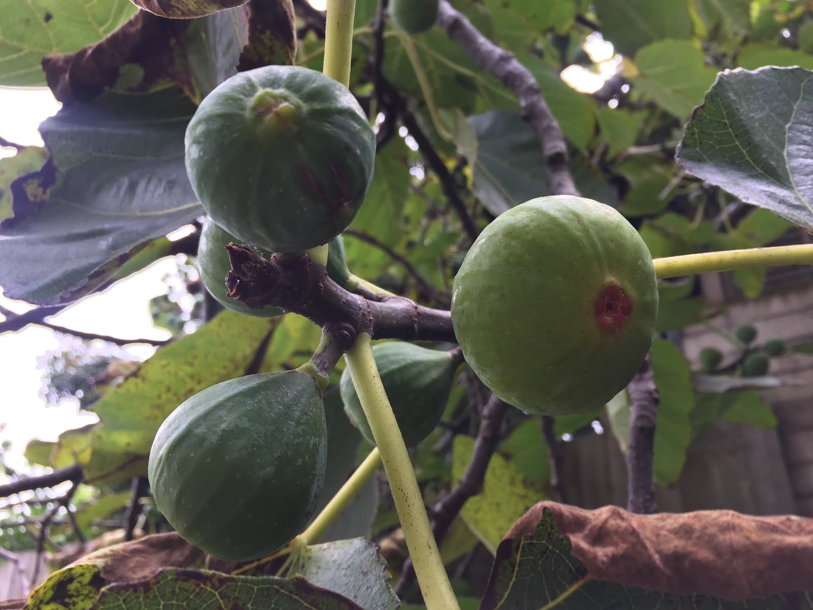 Citrus Enthusiast Fig Season is here!
