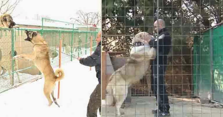 Köpek Yetiştiriciliği